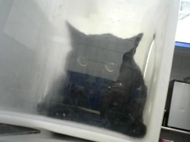 An adult medium-sized male Domestic Short Hair cat named Aurther for adoption in Albuquerque, NM