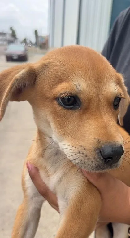 Isla