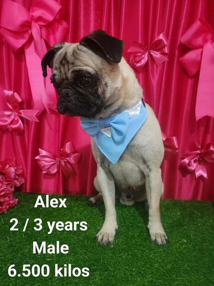 Alex