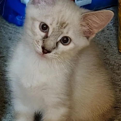 Fiona