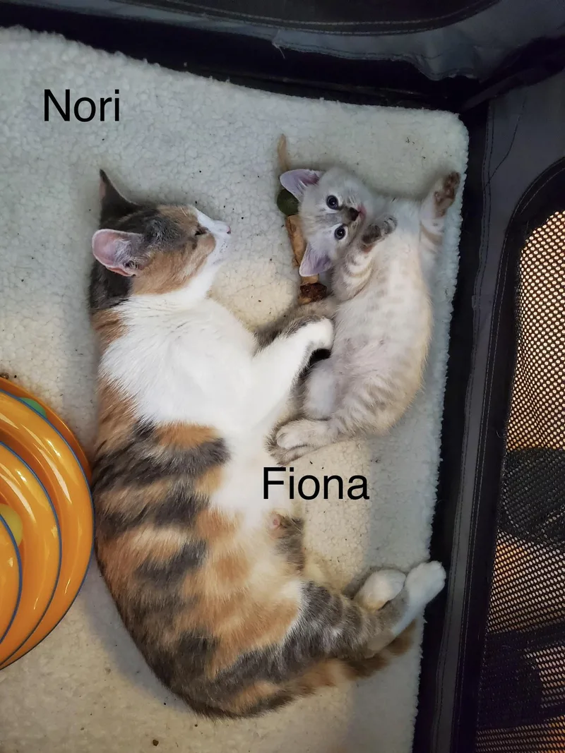 Fiona thumbnail 4