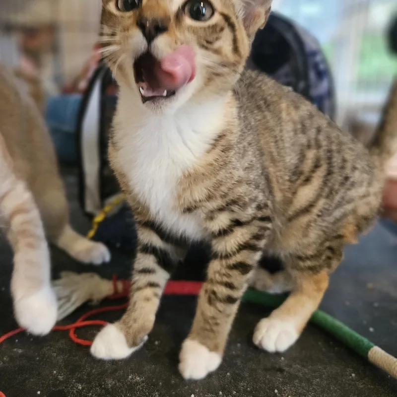 A baby medium-sized female Tabby (Brown / Chocolate) Domestic Short Hair cat named Donna for adoption in Wilmington, NC