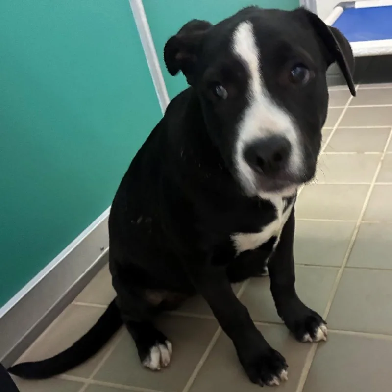 A baby large-sized female Black Labrador Retriever dog named Potbelly for adoption in Bryan, TX