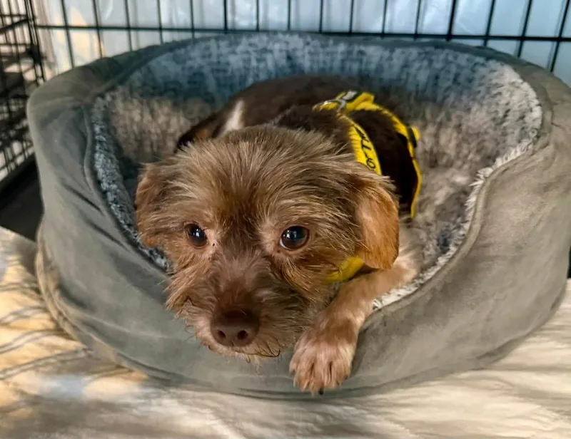 An adult small-sized female Yorkshire Terrier dog named Scout for adoption in Ozone Park, NY