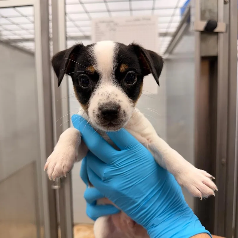 A baby small-sized male Brown / Chocolate Jack Russell Terrier dog named Fluffernutter for adoption in West Palm Beach, FL