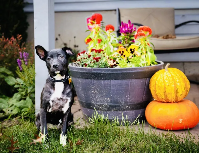 A baby medium-sized female Terrier dog named Oma for adoption in Hockessin, DE