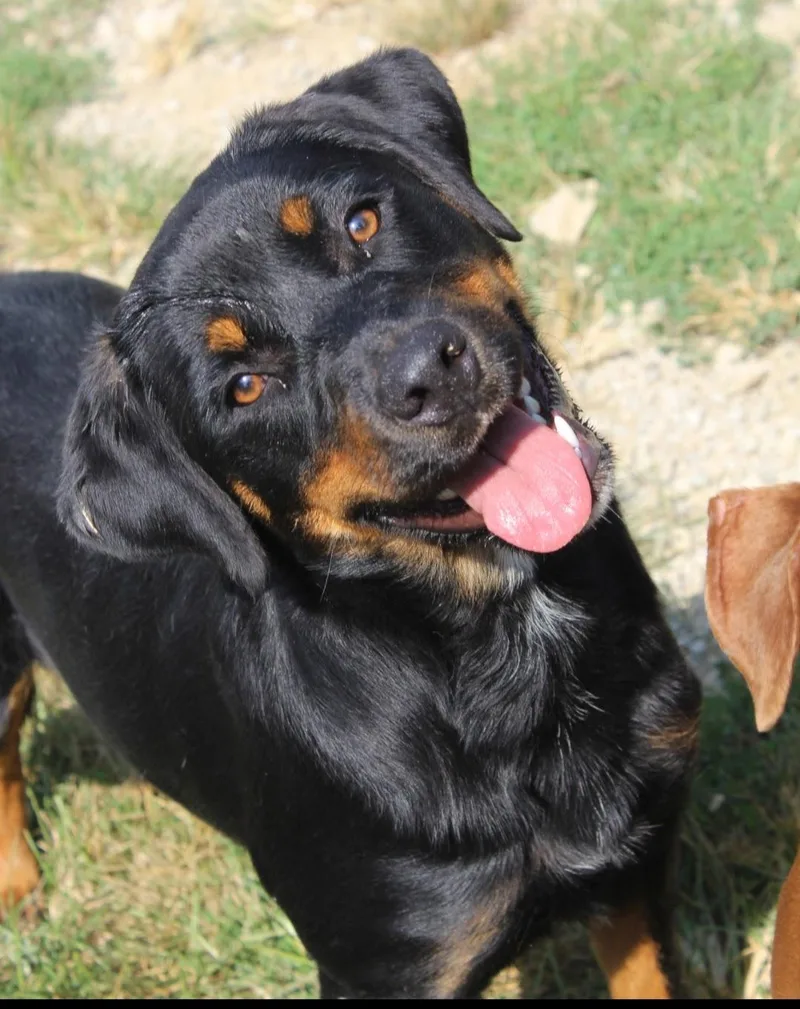 A young large-sized female Bicolor Rottweiler dog named Freya for adoption in Berea, KY