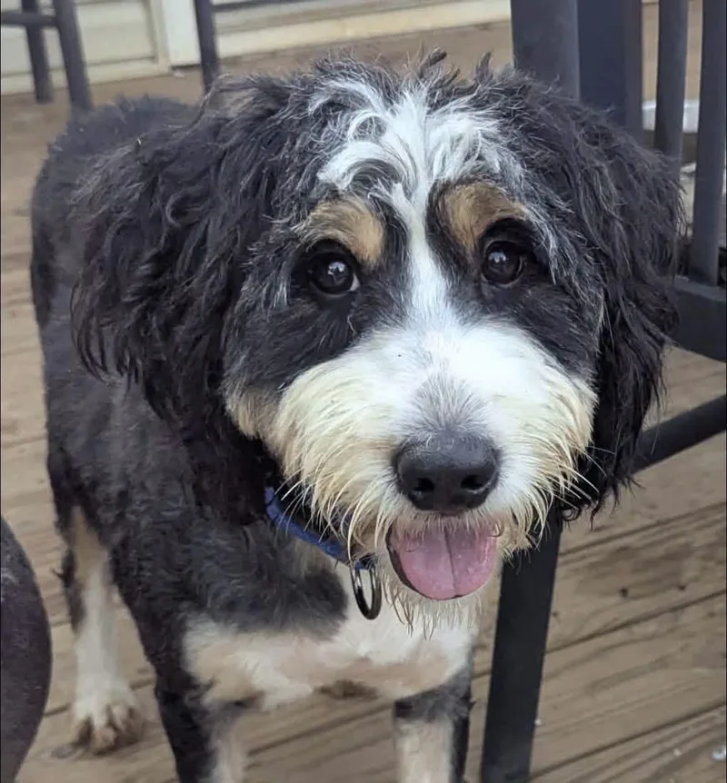 An adult medium-sized female Bernadoodle dog named Joan for adoption in Anniston, AL