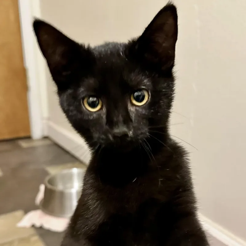 A baby medium-sized female Black Domestic Short Hair cat named Pippin for adoption in Sonora, CA