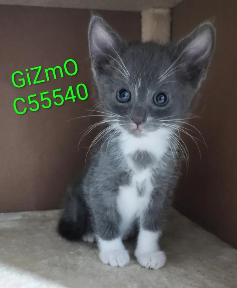 Gizmo