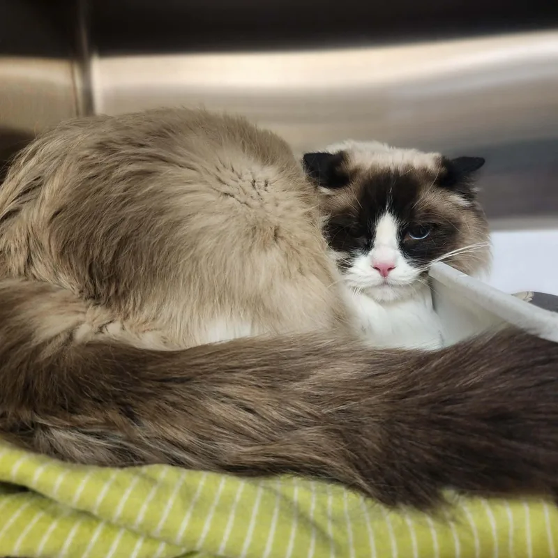 A young medium-sized male Seal Point Ragdoll cat named C.b. for adoption in Manassas, VA