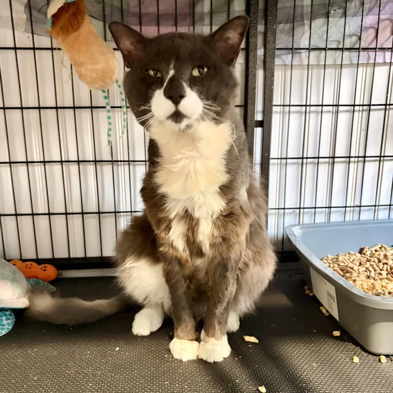 An adult medium-sized male Gray & White Domestic Medium Hair cat named Champion for adoption in Tampa, FL