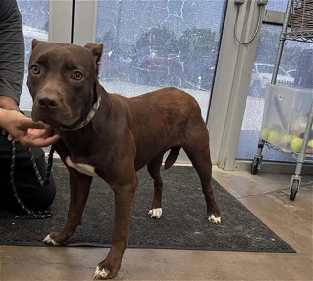 A young medium-sized female Mixed Breed dog named Mocha for adoption in Dallas, TX