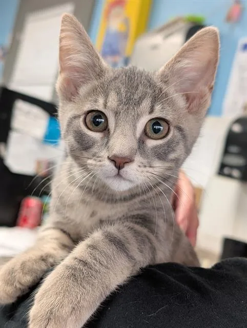 A baby small-sized male Domestic Short Hair cat named Goosey for adoption in Canfield, OH