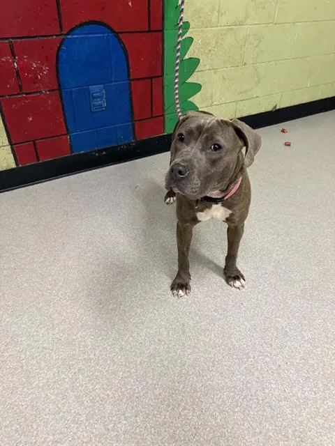 A young small-sized female Pit Bull Terrier dog named Margaret for adoption in Indianapolis, IN