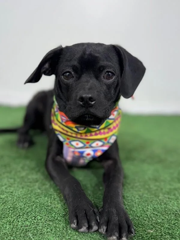 A baby small-sized male Black Pug dog named Maui for adoption in Carlsbad, CA