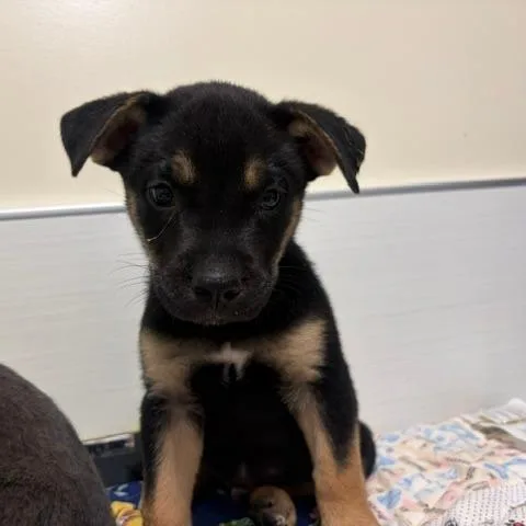 A baby small-sized male Black Mixed Breed dog named Mustard for adoption in Novelty, OH