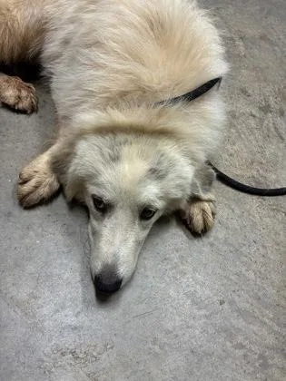 An adult large-sized female Great Pyrenees dog named Odessa for adoption in Barnesville, GA