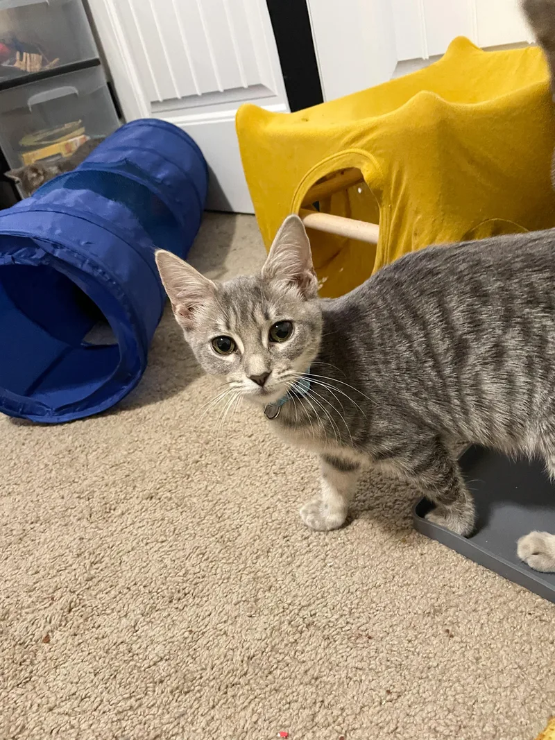 A young small-sized female Tabby (Gray / Blue / Silver) Domestic Short Hair cat named Annie for adoption in Norfolk, VA