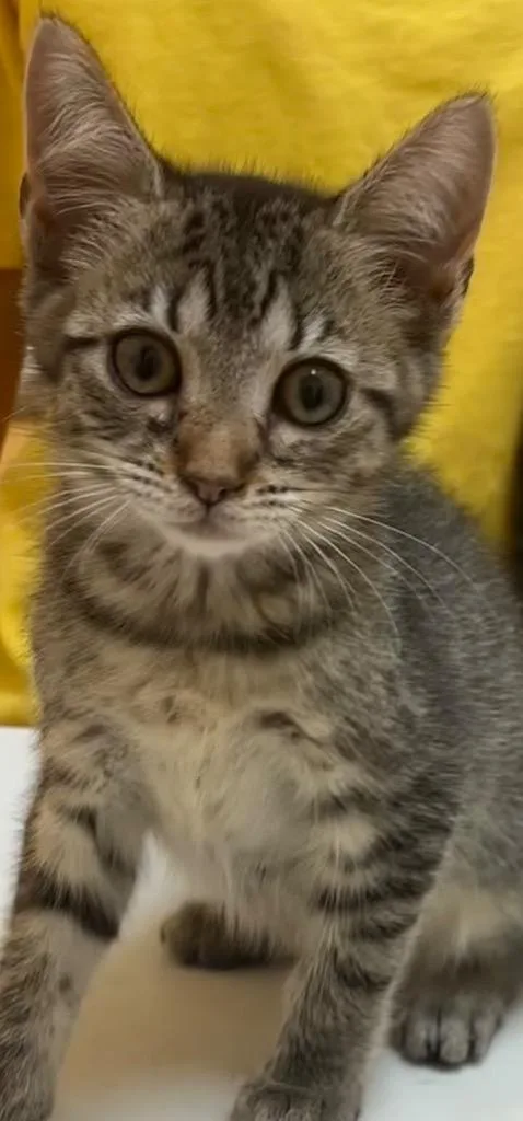 A baby small-sized female Domestic Short Hair cat named Topaz for adoption in Elizabethton, TN