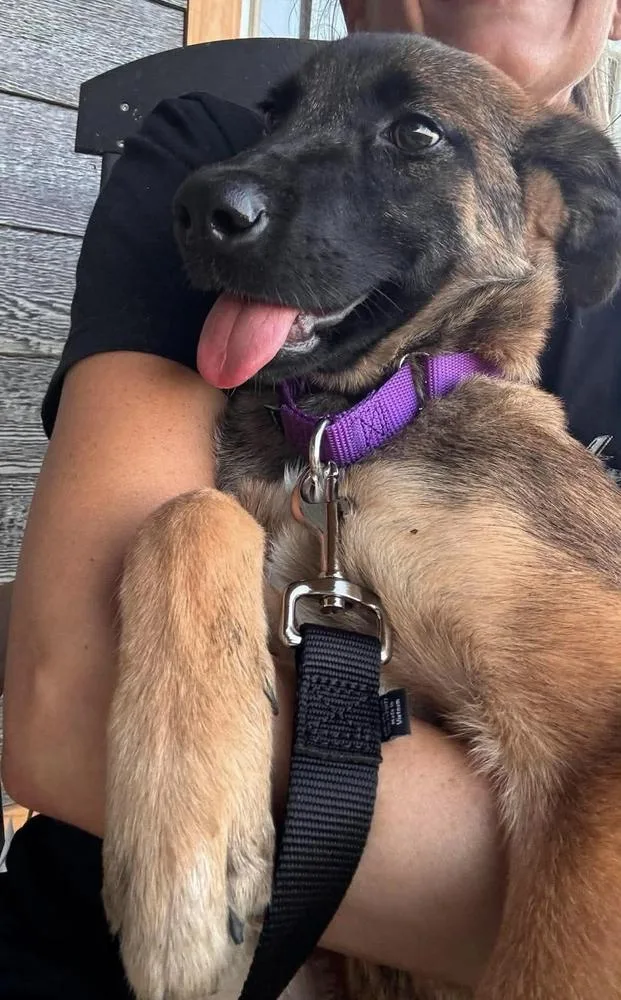 A baby medium-sized female Belgian Shepherd / Malinois dog named Nelly Furtado  Located for adoption in Imlay City, MI