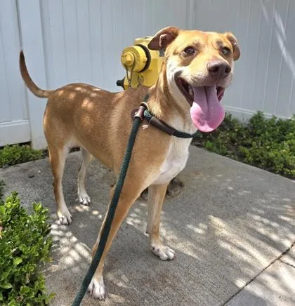 An adult large-sized female Mixed Breed dog named Bonnie for adoption in Honolulu, HI