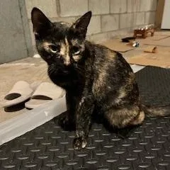 A young medium-sized female Domestic Short Hair cat named Star aka Willow for adoption in FITCHBURG, MA