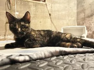 Star aka Willow thumbnail 2