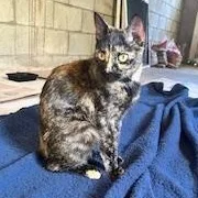 Star aka Willow thumbnail 4