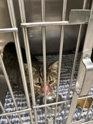 An adult medium-sized female Domestic Short Hair cat named Venus Flytrap for adoption in Fishers, IN