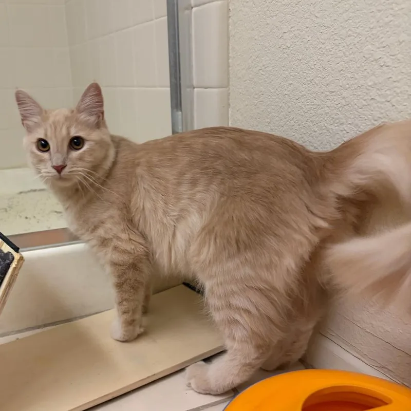 A young medium-sized male Buff / Tan / Fawn Domestic Medium Hair cat named Shaggy for adoption in Coachella, CA