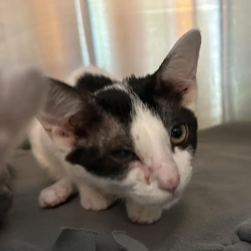 A baby small-sized female White Domestic Short Hair cat named Jane for adoption in Austin, TX