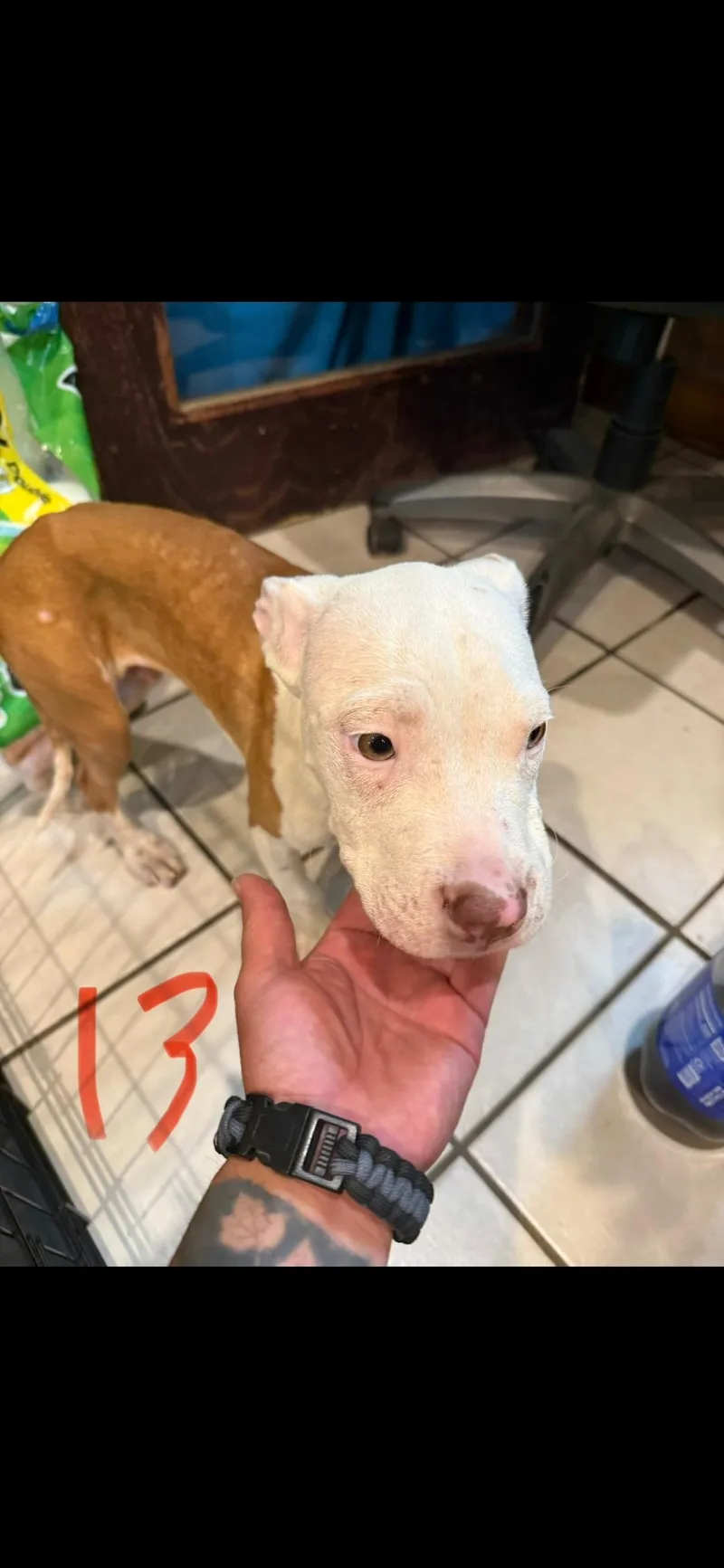 A baby medium-sized male Bicolor Pit Bull Terrier dog named Longfellow for adoption in Wantage, NJ
