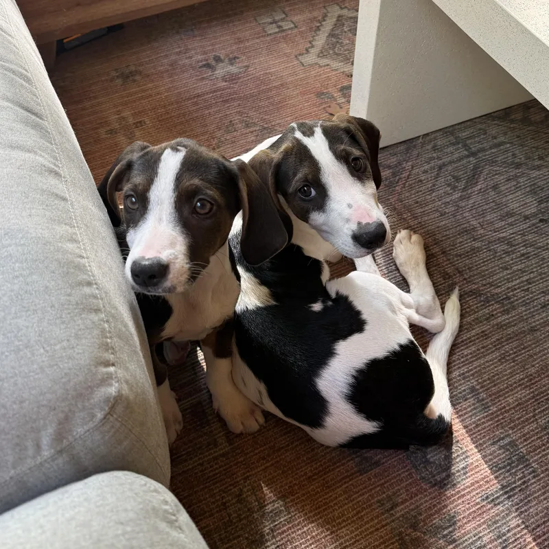 A baby medium-sized female Hound dog named Saga for adoption in Charlotte, NC