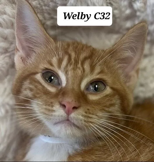 A young medium-sized male Tabby (Orange / Red) Domestic Short Hair cat named Welby for adoption in Morganton, NC
