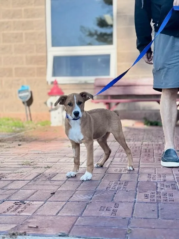 A young medium-sized male Rat Terrier dog named Nardo Wick for adoption in Wooster, OH