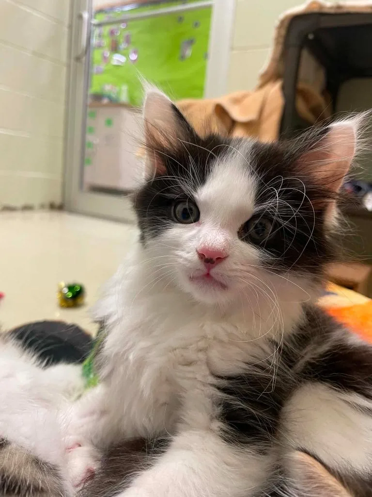 A baby medium-sized male Domestic Short Hair cat named Weeble for adoption in Hamilton, OH