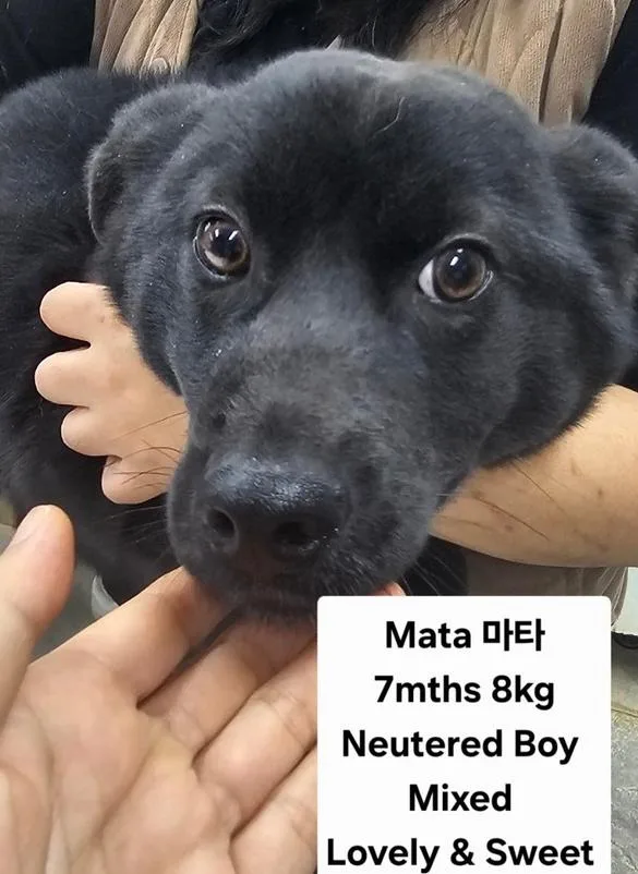 A baby small-sized male Mixed Breed dog named Mata for adoption in Long Island City, NY