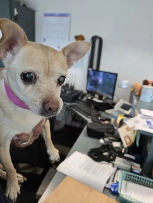 A senior small-sized female Mixed Breed dog named Princesa for adoption in Chatsworth, CA