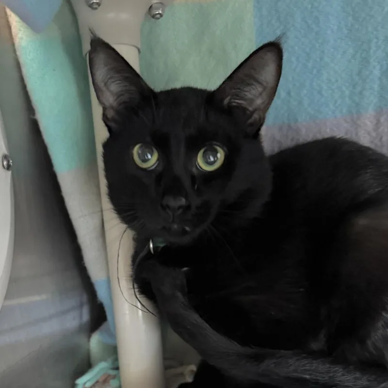 An adult medium-sized male Black Domestic Short Hair cat named Poem for adoption in West Olive, MI
