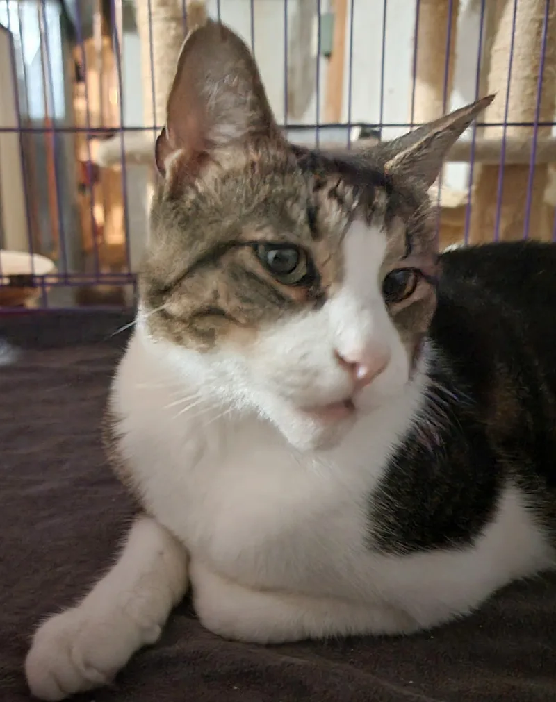 Mr. Bojangles thumbnail 2