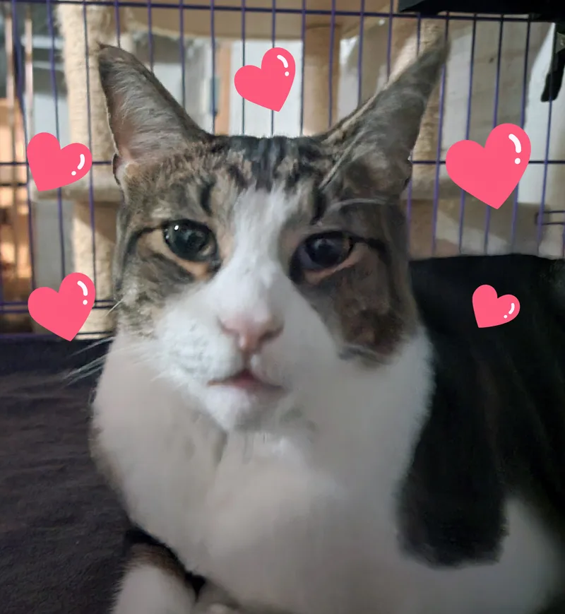 Mr. Bojangles thumbnail 3