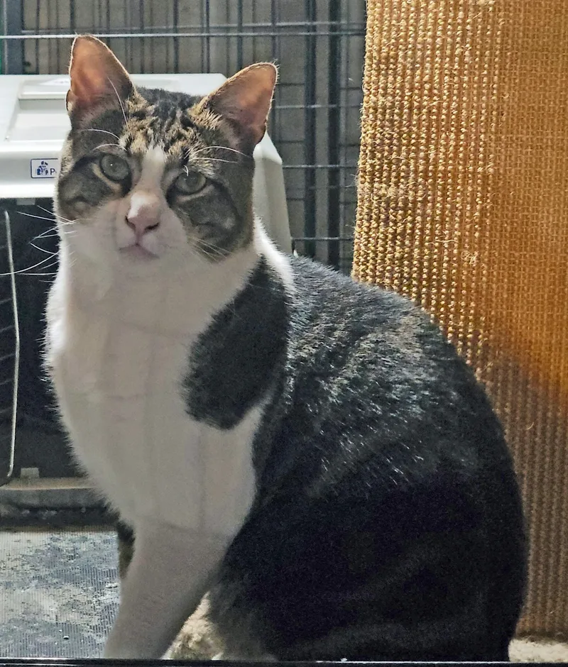 Mr. Bojangles thumbnail 4