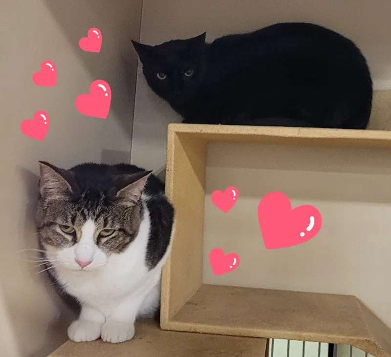 Mr. Bojangles thumbnail 5