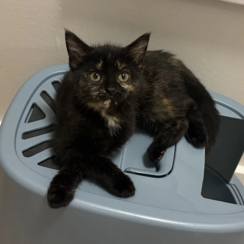 A baby medium-sized female Domestic Short Hair cat named Coco Puff for adoption in Washington, PA
