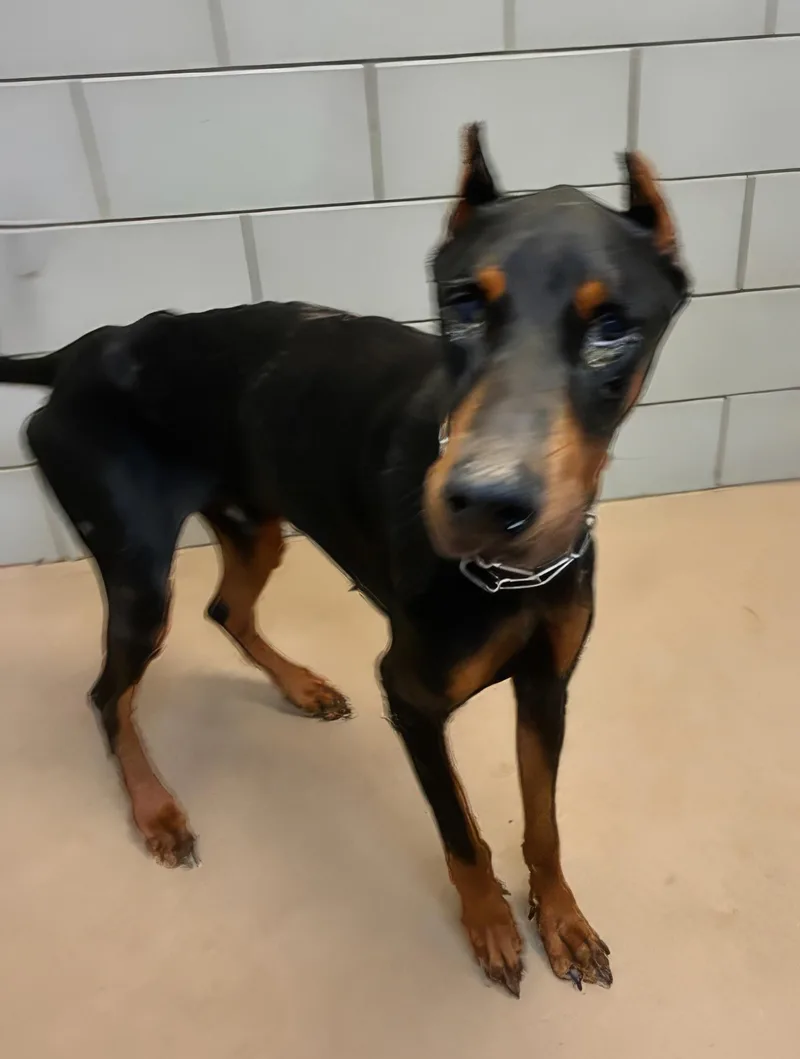 An adult large-sized male Black Mixed Breed dog named Ragu for adoption in Nashville, TN