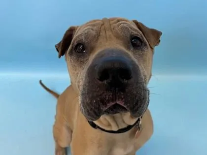 An adult large-sized female Shar-Pei dog named Sharpay for adoption in Woodbury, MN