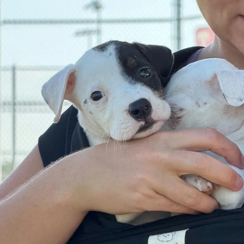 A baby small-sized male Pit Bull Terrier dog named Brew for adoption in Waco, TX