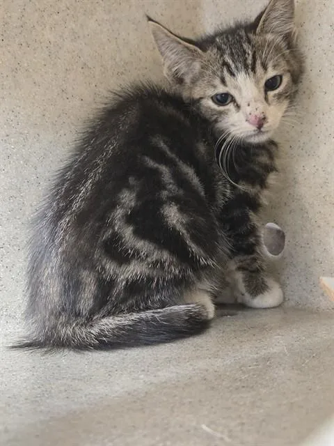 A baby small-sized female Domestic Short Hair cat named Control Alt Delete for adoption in Tallahassee, FL