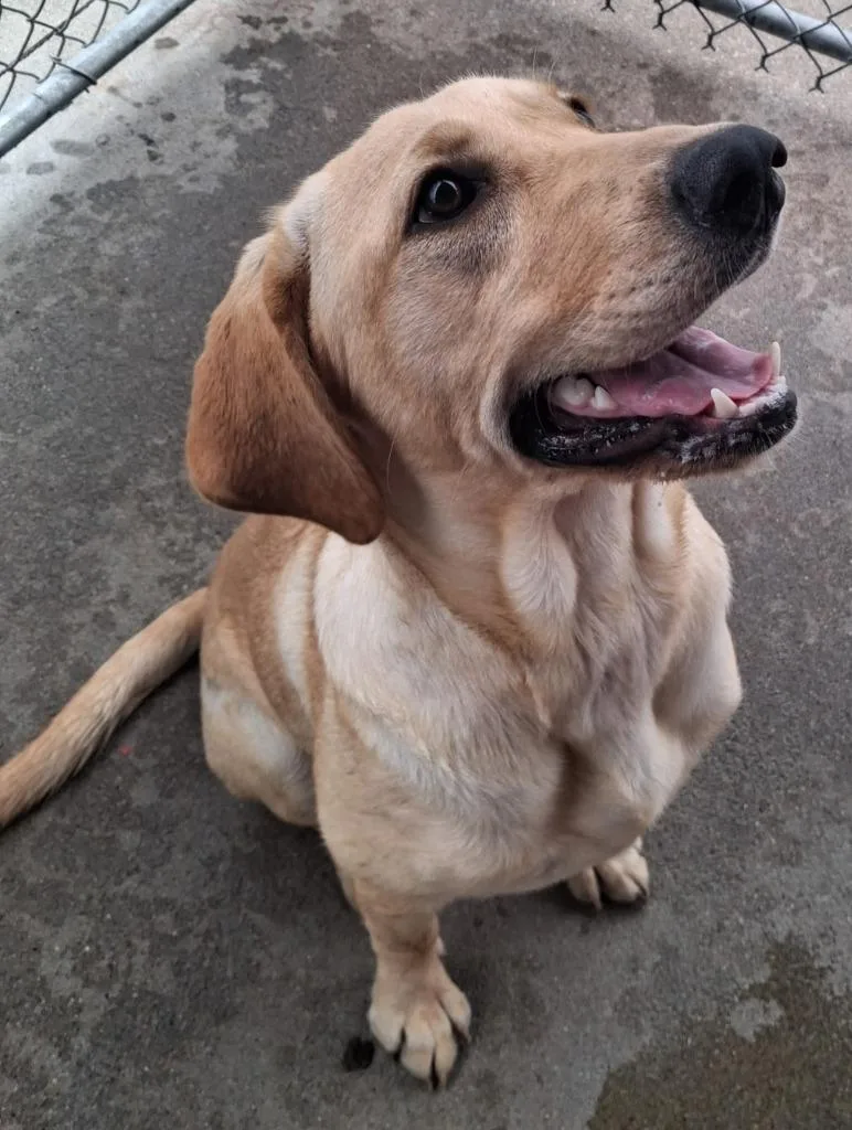 A baby large-sized female Labrador Retriever dog named Brida for adoption in Murphysboro, IL